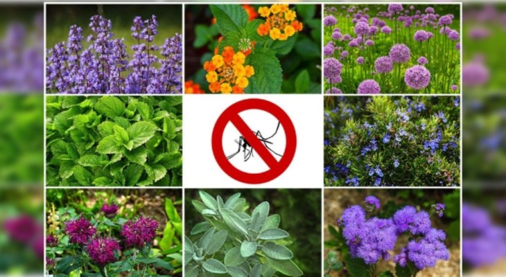 মশা-মাছি তাড়াতে ঘরে রাখুন কিছু কার্যকর গাছ