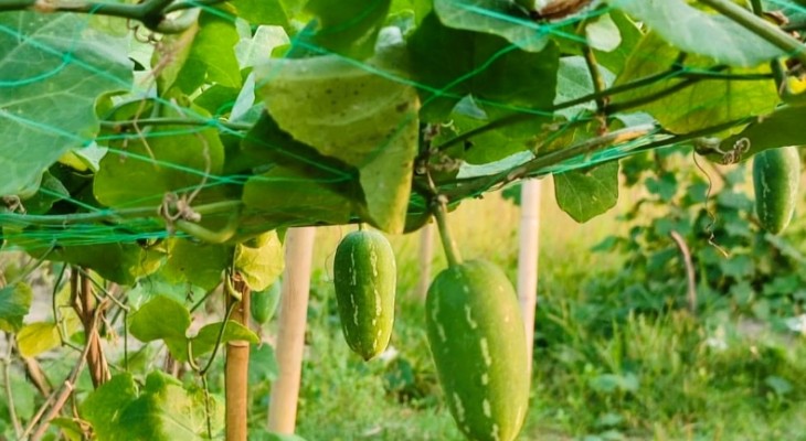 নোবিপ্রবির কৃষি গবেষণা মাঠে চুরিতে বিপর্যস্ত গবেষণা