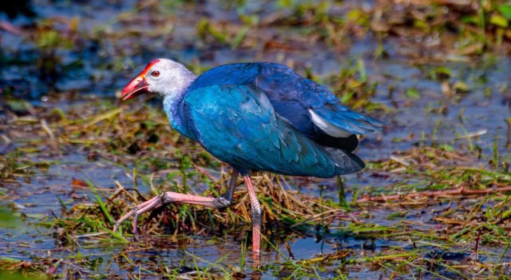 নোবিপ্রবির ক্যাম্পাসে বিরল জলচর পাখি ‘বেগুনি কালিম’