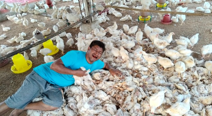 ছাতকে খামারে বিষ প্রয়োগের অভিযোগ, ১৫০০ মুরগির মৃত্যু