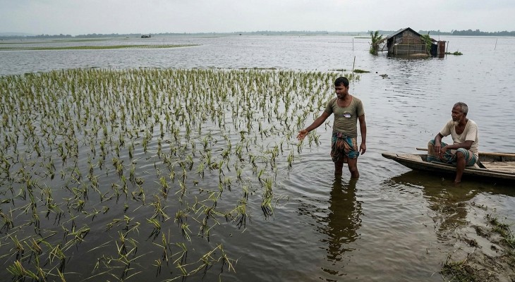 হাওরের ধান তলিয়ে নিঃস্ব ৫০ হাজার কৃষক