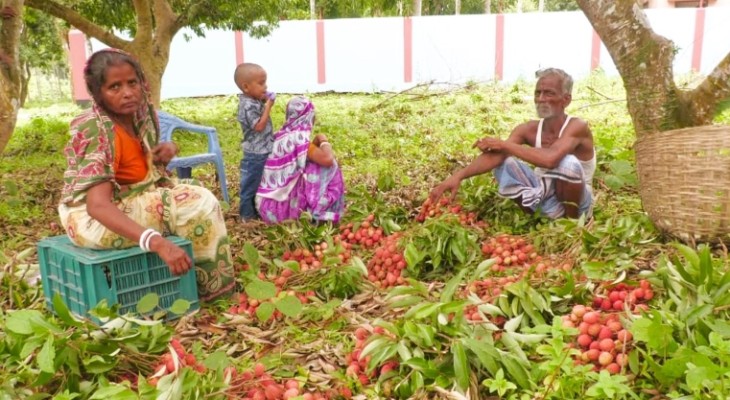 পাহাড়-টিলায় লিচুর বাম্পার ফলনে কয়েক কোটি টাকার সম্ভাবনা