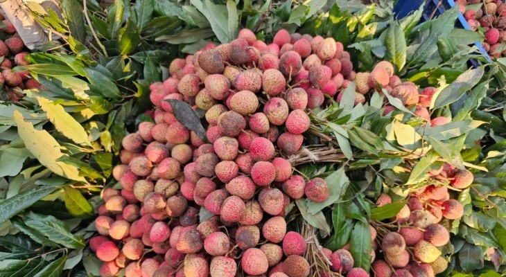 ঈশ্বরদীতে ৮০০ কোটি টাকার লিচু বিক্রির সম্ভাবনা