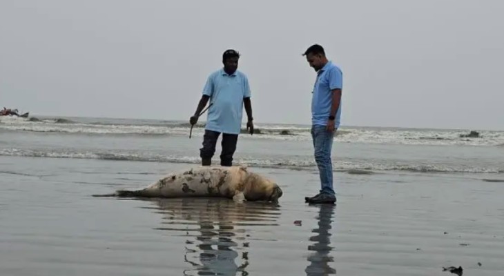 কুয়াকাটা সৈকতে আবারও ভেসে এলো মৃত ডলফিন