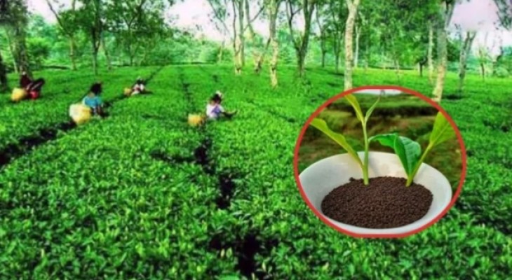 লোডশেডিংয়ের দুর্ভোগে ৯৩ বাগান  ও শ্রমিক