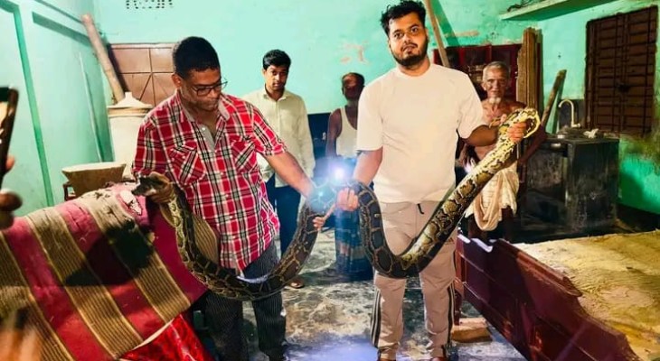 শ্রীমঙ্গলে খাটের নিচ থেকে ১৬ ফুটের বিশাল অজগর উদ্ধার, তোলপাড়
