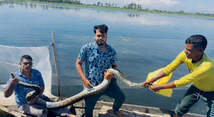 শ্রীমঙ্গলে হাইল হাওরে জালে আটকা অজগর উদ্ধার