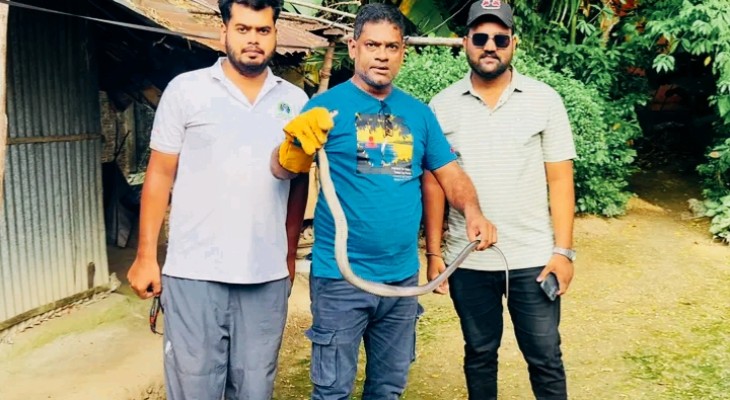 বসতঘরে ঢুকে পড়া পদ্ম গোখরা উদ্ধার