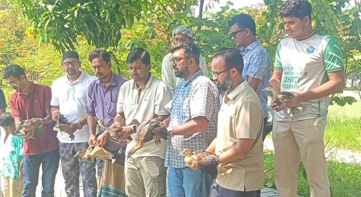 বন্য পাখি সংরক্ষণে পাবিপ্রবির লেকে ১৪টি পাতি সরালি হাঁস অবমুক্ত